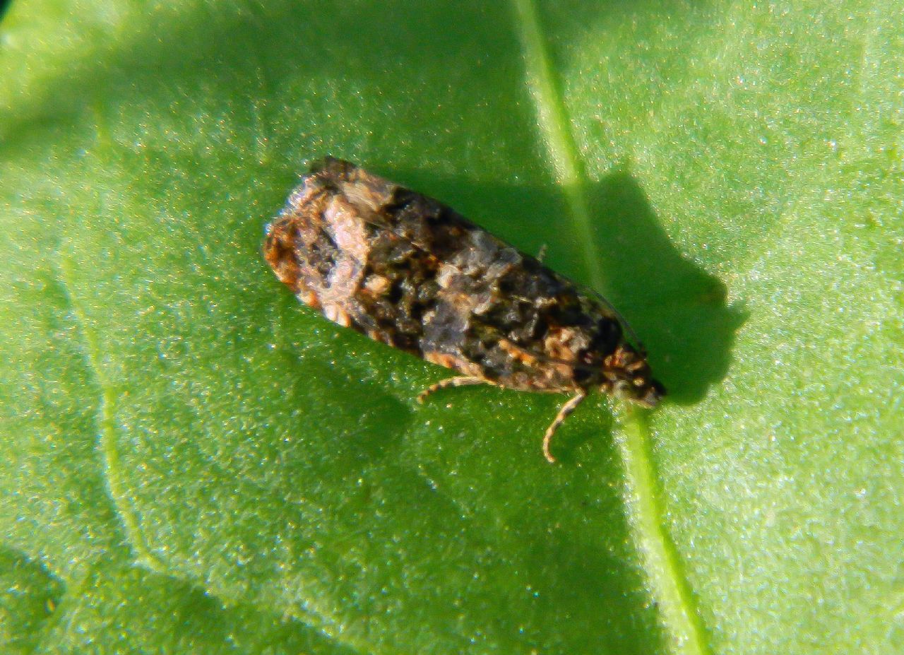 Tortricidae 5 - Endothenia gentianaeana